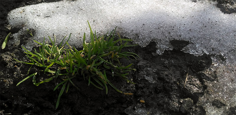 The Great Thaw: What to Do When Your Lawn Turns to Slush