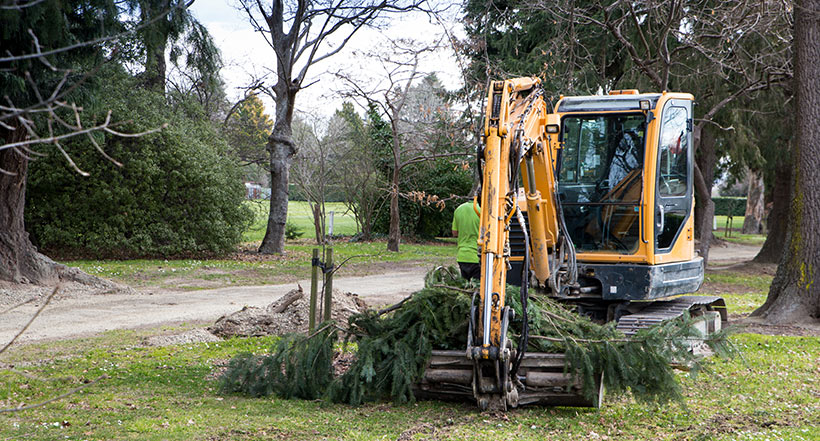 A professional tree service has the gear and experience to do tree work and large shrub removal safely and cleanly.