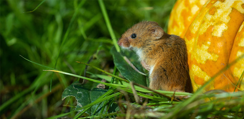 Pumpkin Spice and Everything Mice