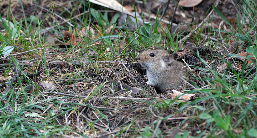 Mice and voles use your lawn as a covered highway. They are usually busy building routes and nesting spots in the fall so they can move safely under the snow later.