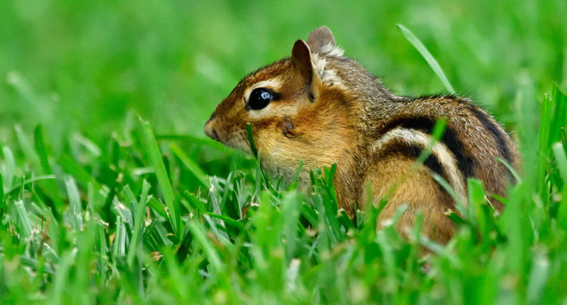 Chipmunks are not true lawn pests in the traditional sense, but they do leave their mark.