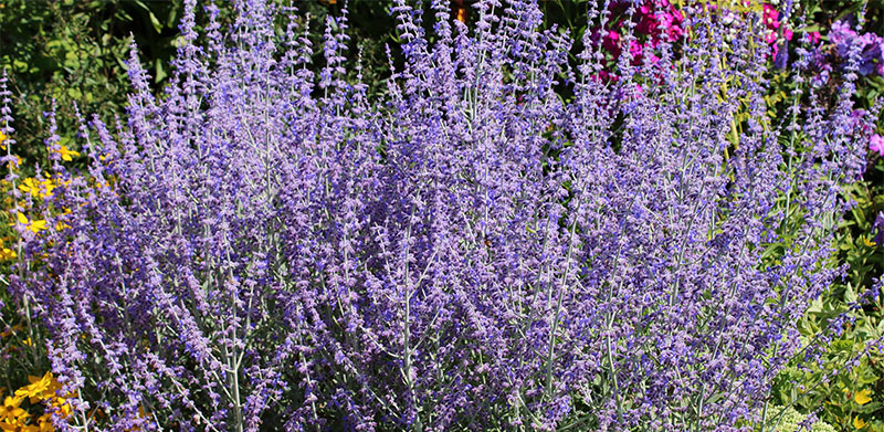Russian Sage