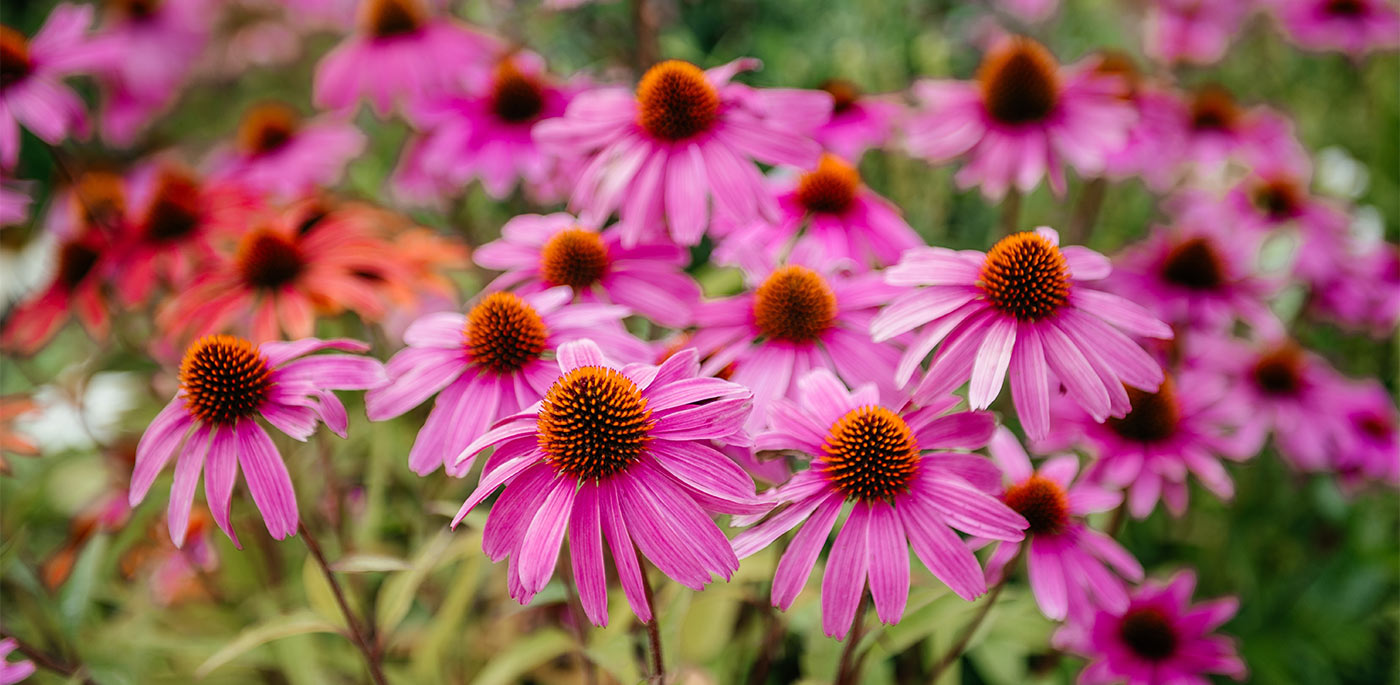 Purple Coneflower
