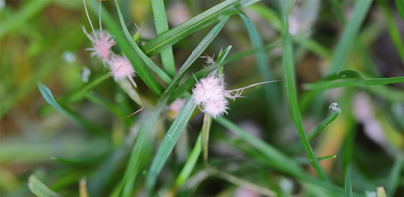 Thread Revealed: What Those Pink Patches Really Mean
