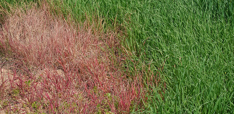 Grass blades changing color from red thread fungal patch lawn disease.