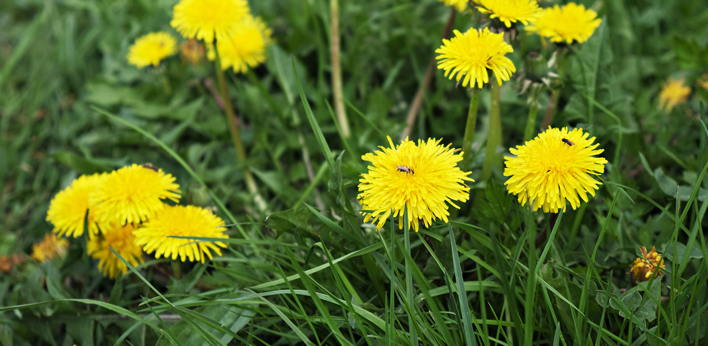 Dealing with Dandelions: What they tell you about your turf