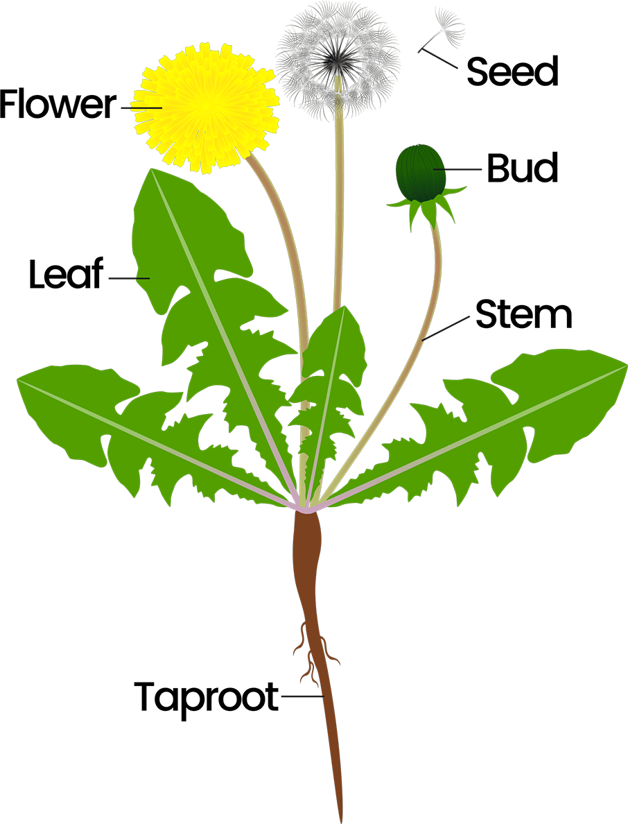Thick taproots that can reach several inches or more into the soil.