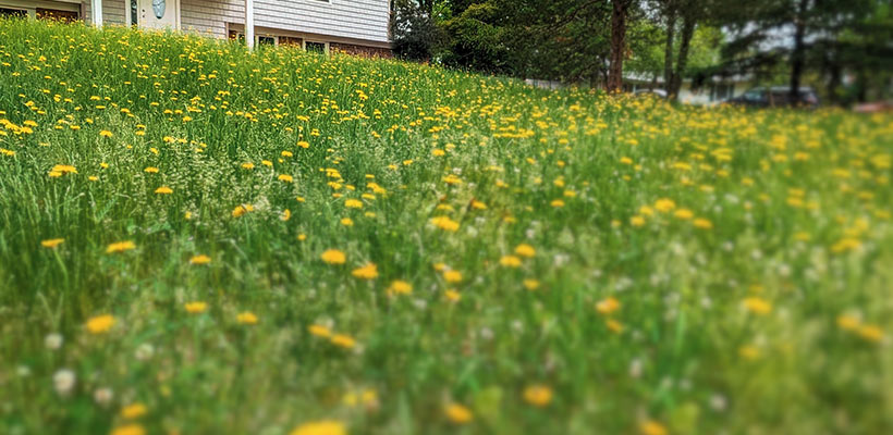Dandelions are opportunists. They are not a sign that your entire lawn is failing; they are a sign you have vacancies at their disposal.
