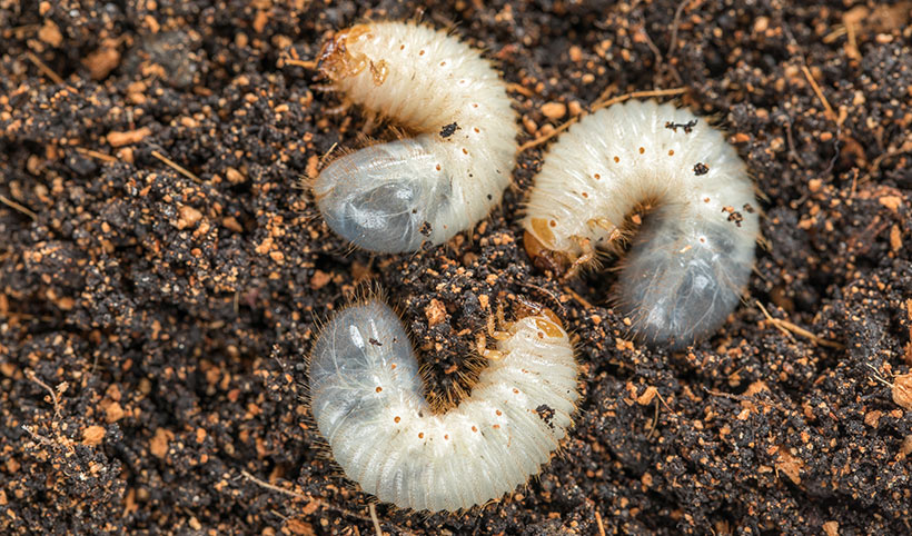 The term "grub" usually refers to the white c-shaped larvae of certain beetles.