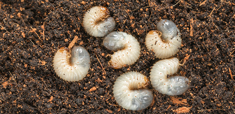 Skunks, raccoons and certain birds consider grubs a tasty snack. Pay close attention to indicators small holes or flipped-up pieces of sod that appear overnight.