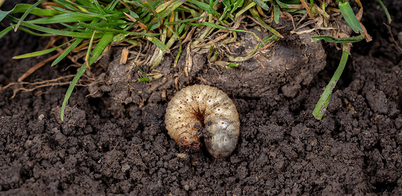 LawnCare by Walter can confirm whether grubs are the real culprit and recommend the right type and timing of treatment for your lawn.