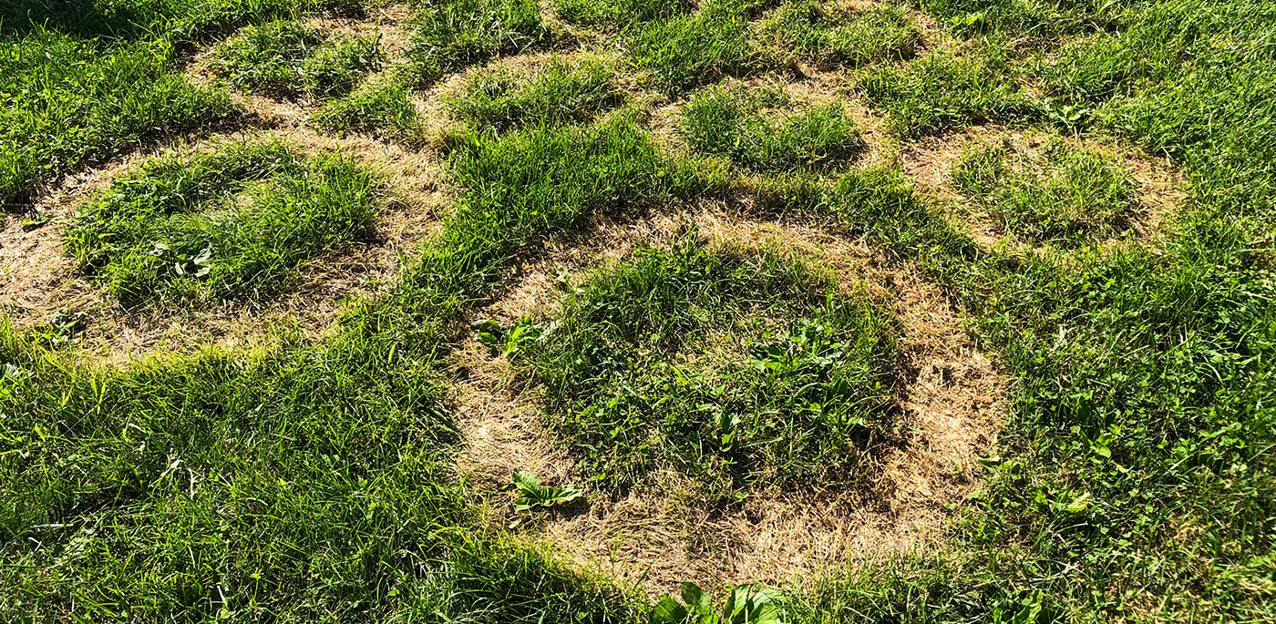 Identifying and Managing Necrotic Ring Spot
