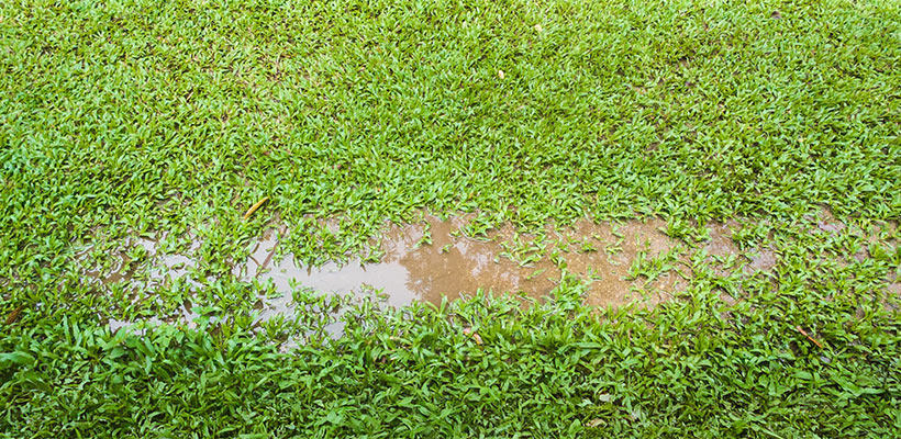 Excessive or frequent watering that keeps roots in wet soil can be a common contributor to Necrotic Ring Spot.