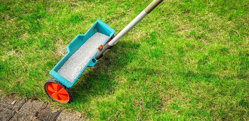 Necrotic Ring Spot often flares when turf is heavily fertilized in late spring because it encourages lush growth on a stressed root system. A good fall program is one of your best tools for long-term improvement.
