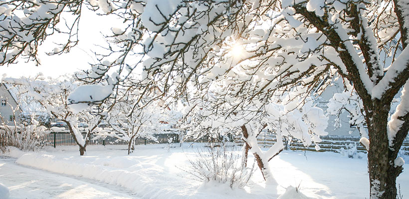 Once the lawn is fully dormant and often under snow, the main goal is to avoid physical damage. Dormant grass does not repair itself until growth resumes, so winter injury can linger well into spring.