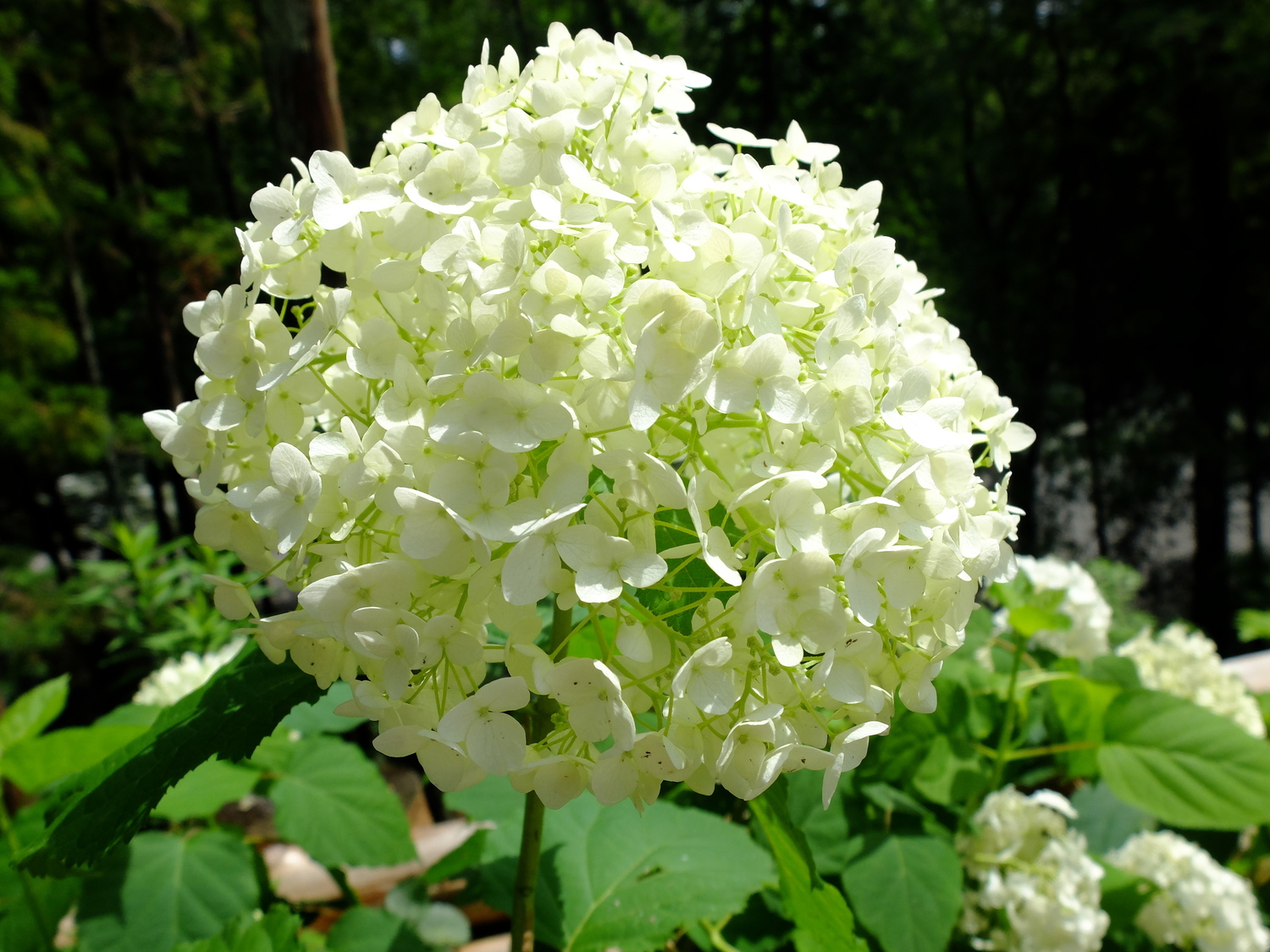 Annabelle Hydrangea