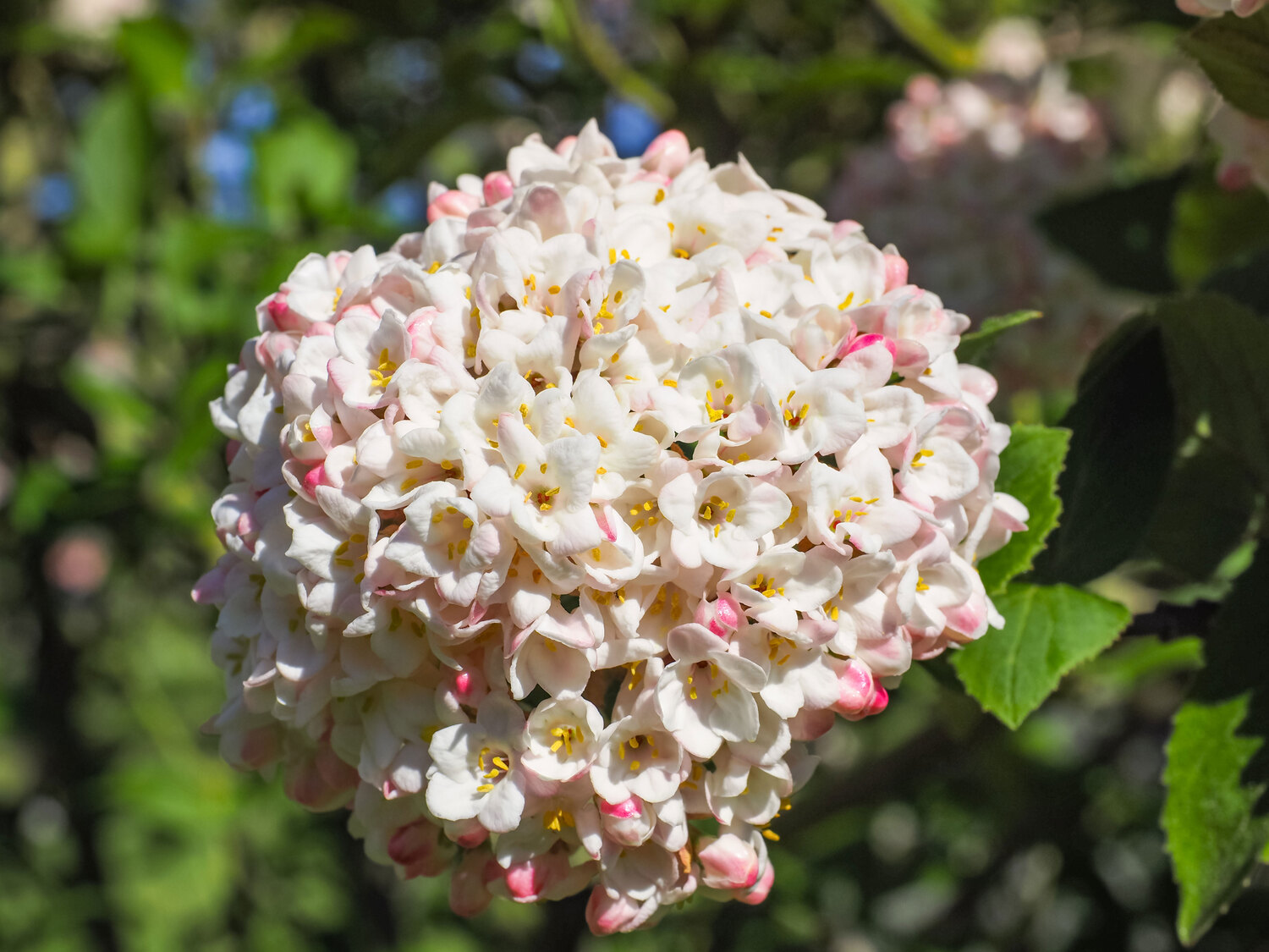 Arrowwood Viburnum