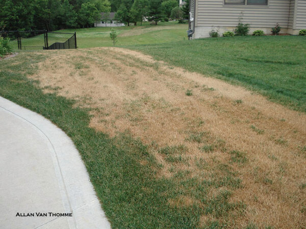 Ascochyta Leaf Blight of Lawns
