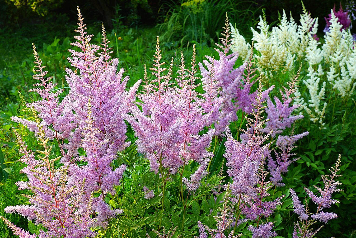 Astilbe Pumila
