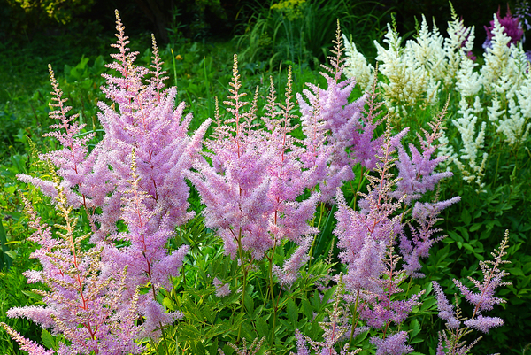 Astilbe Pumila
