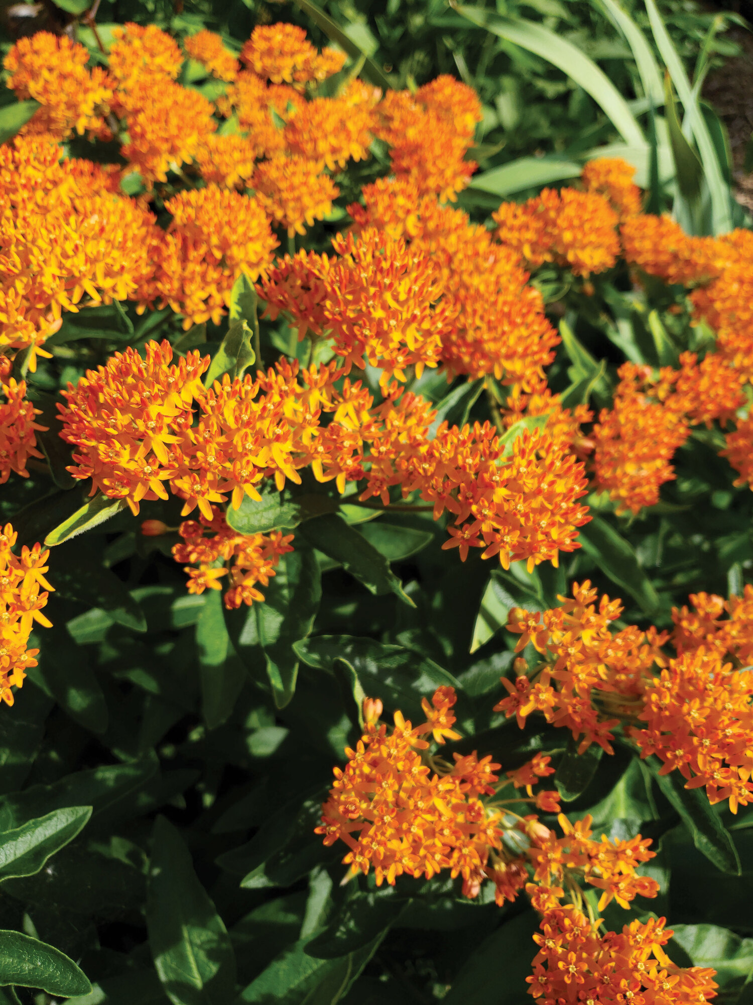 Bird and Butterfly Gardens