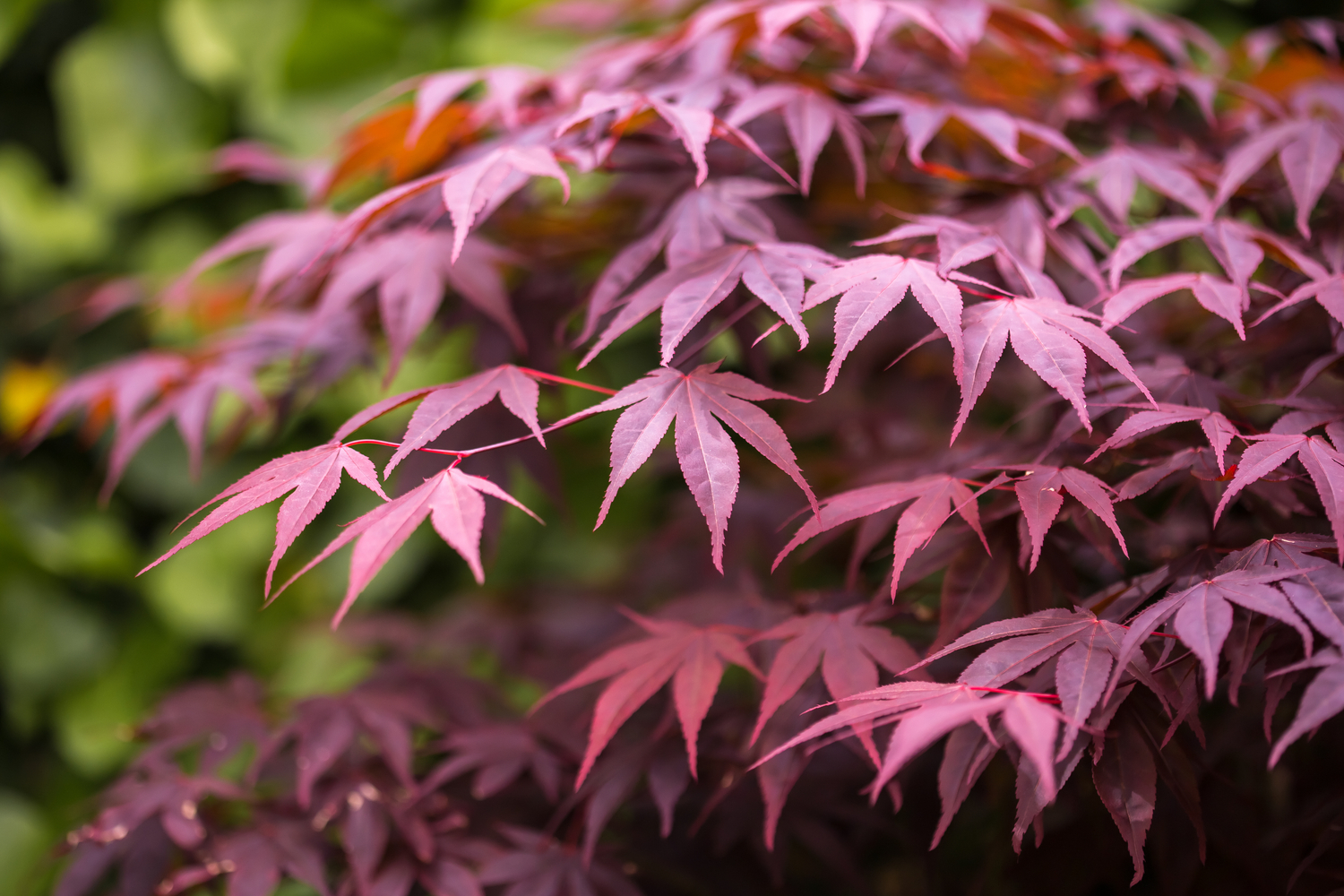Bloodgood Japanese Maple