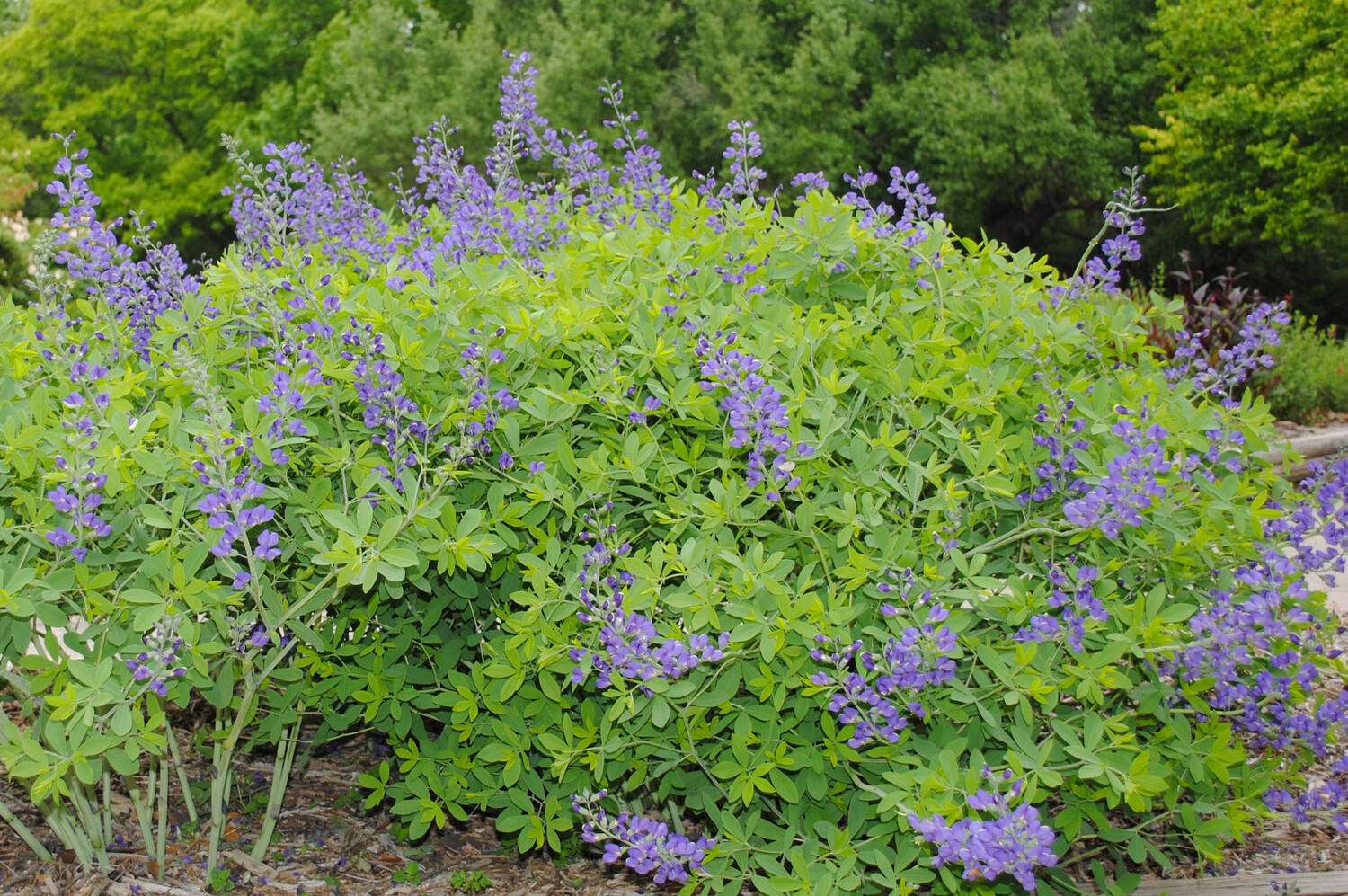 Blue False Indigo
