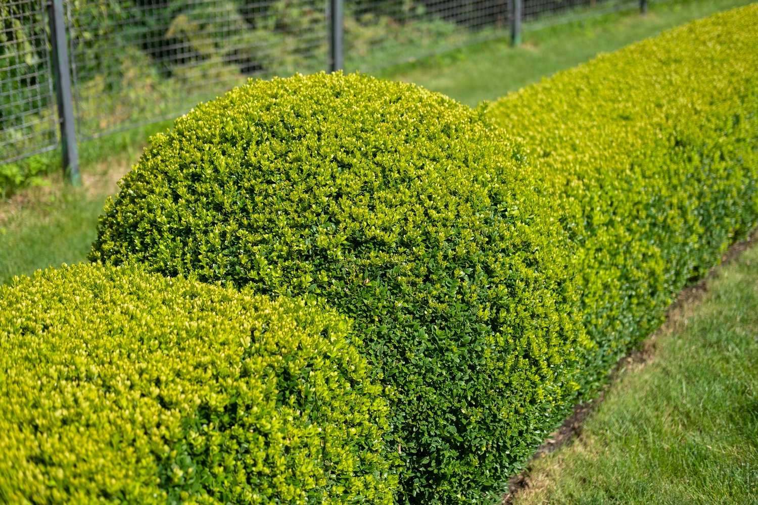 Boxwood