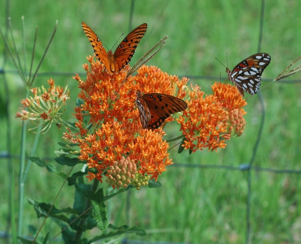 Butterfly Weed