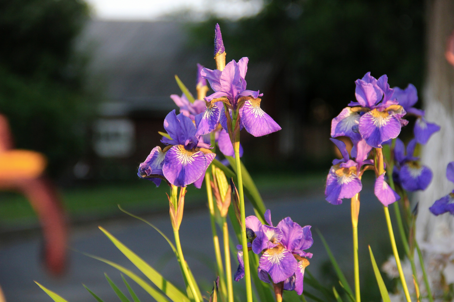 Caesar's Brother Iris