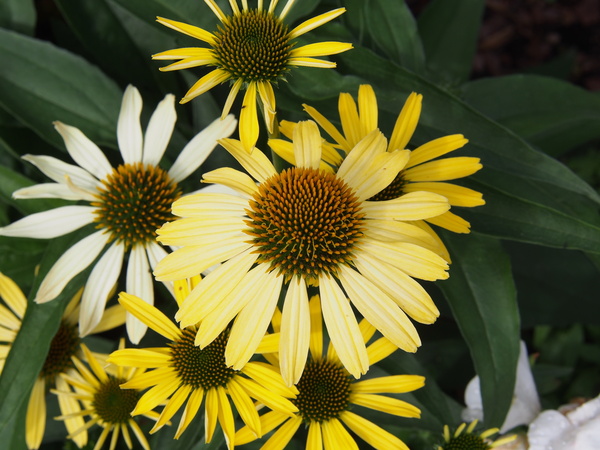 Cleopatra Coneflower
