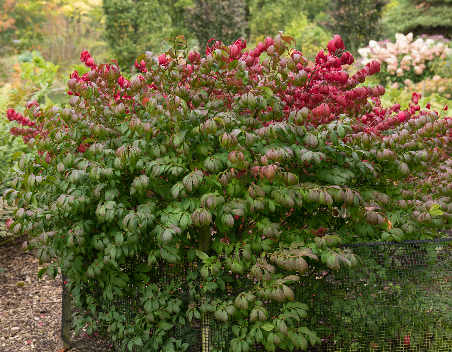 Compact Burning Bush