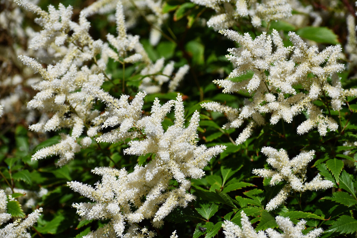 Deutschland Astilbe