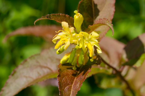 Dwarf Bush-Honeysuckle