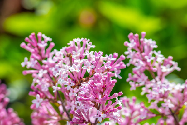 Dwarf Korean Lilac