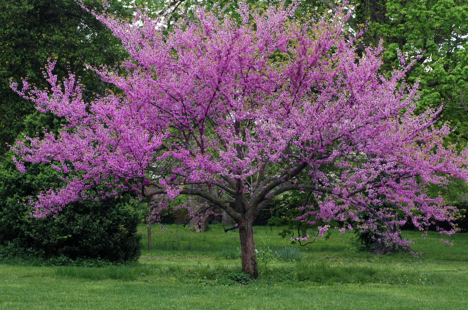 Eastern Redbud