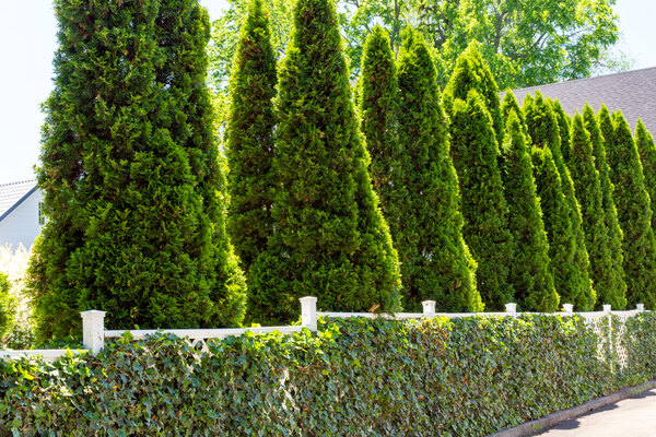 Emerald Green Arborvitae