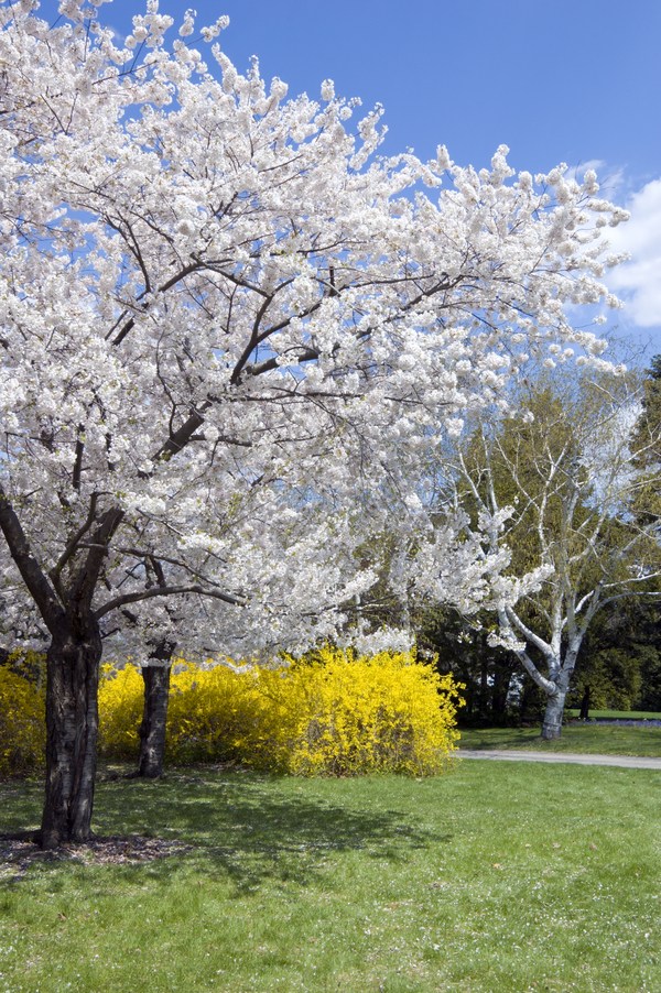 Golden Raindrops Crabapple