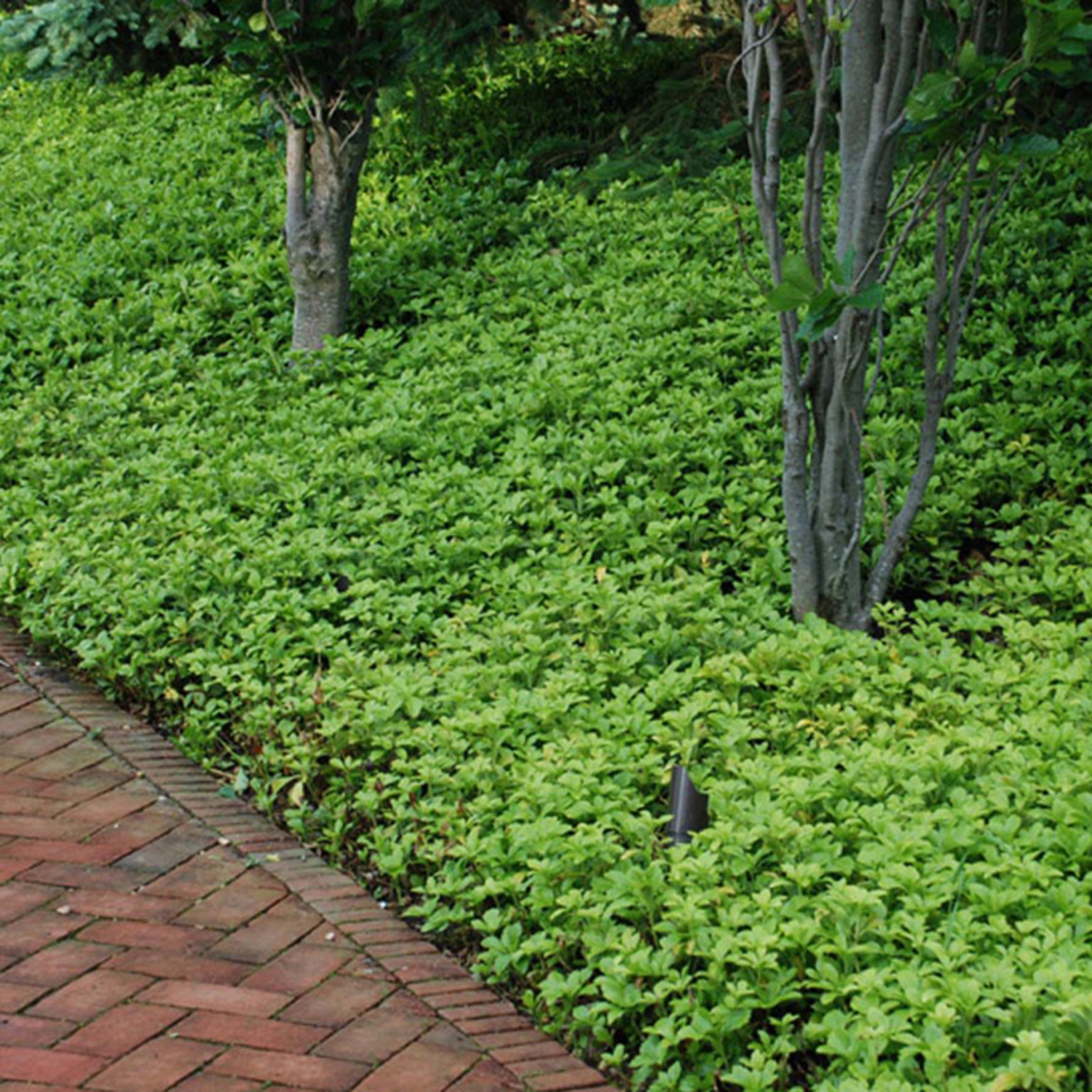 Green Carpet Pachysandra
