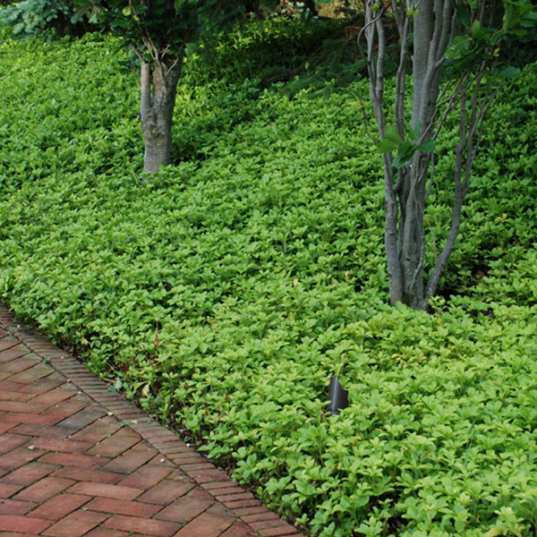 Green Carpet Pachysandra