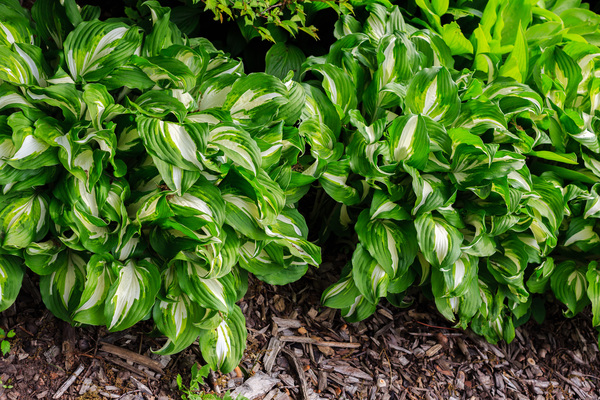 June Hosta