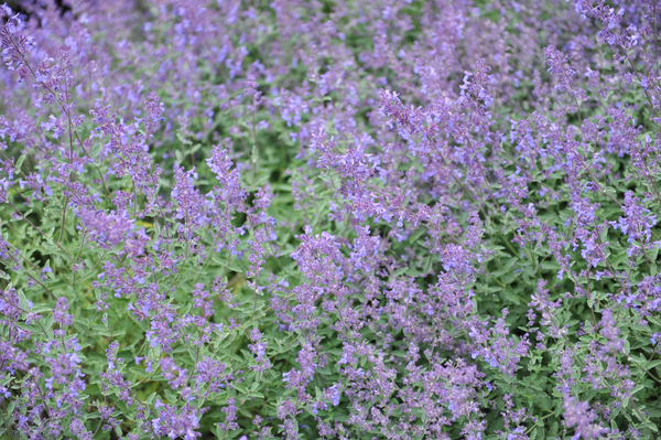 Junior Walker Catmint