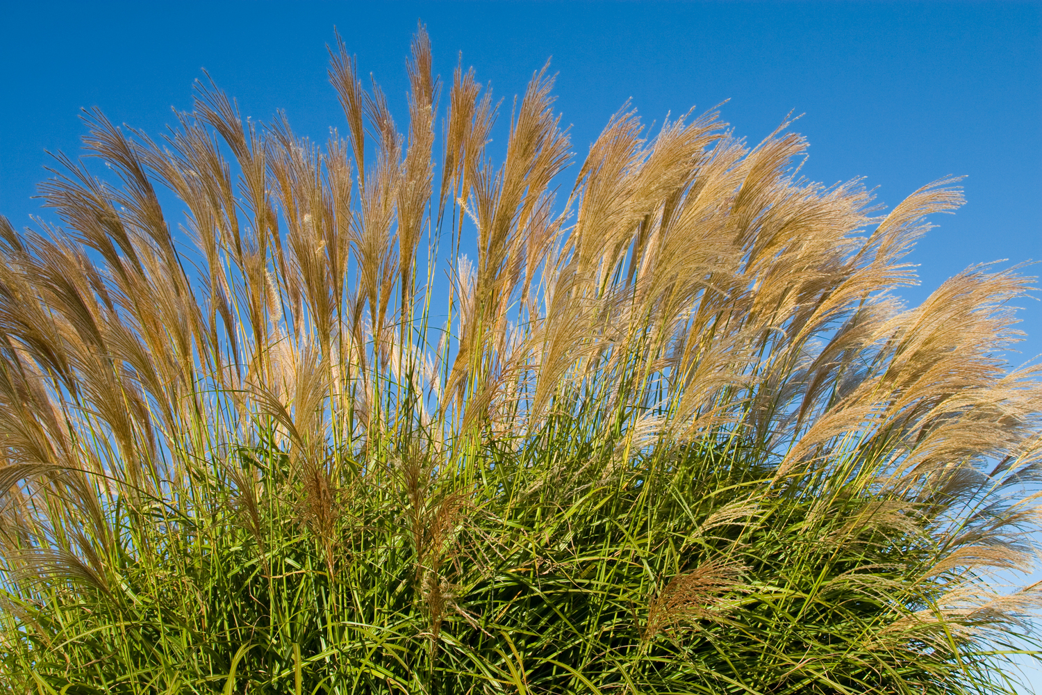 Karl Foerster Feather Reed Grass