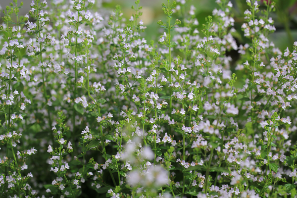 Lesser Calamint