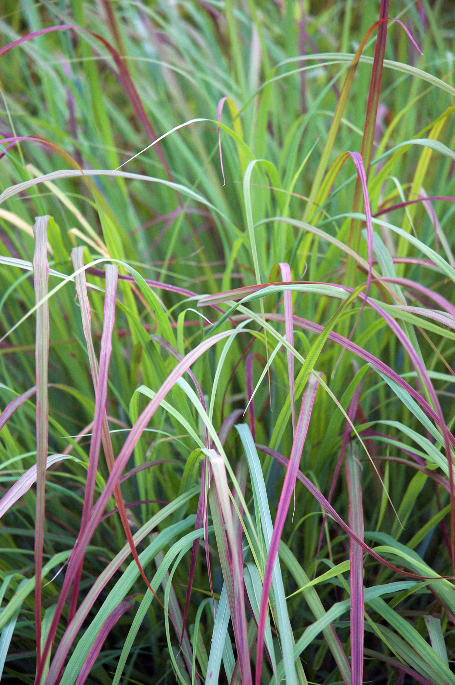 Little Bluestem