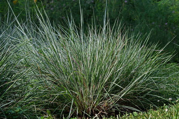 Little Bluestem