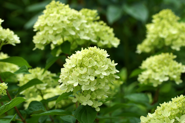 Little Lime Hydrangea