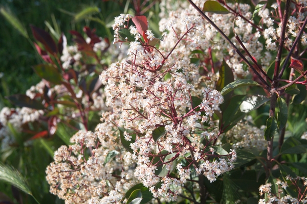 Low Scape Hedger Chokeberry