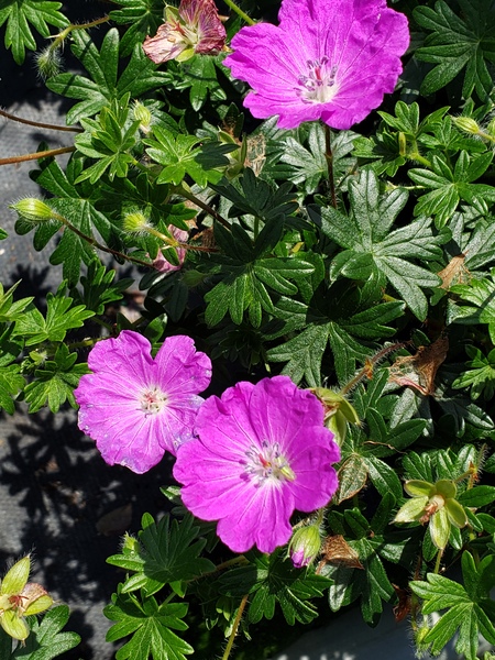 Max Frei Geranium
