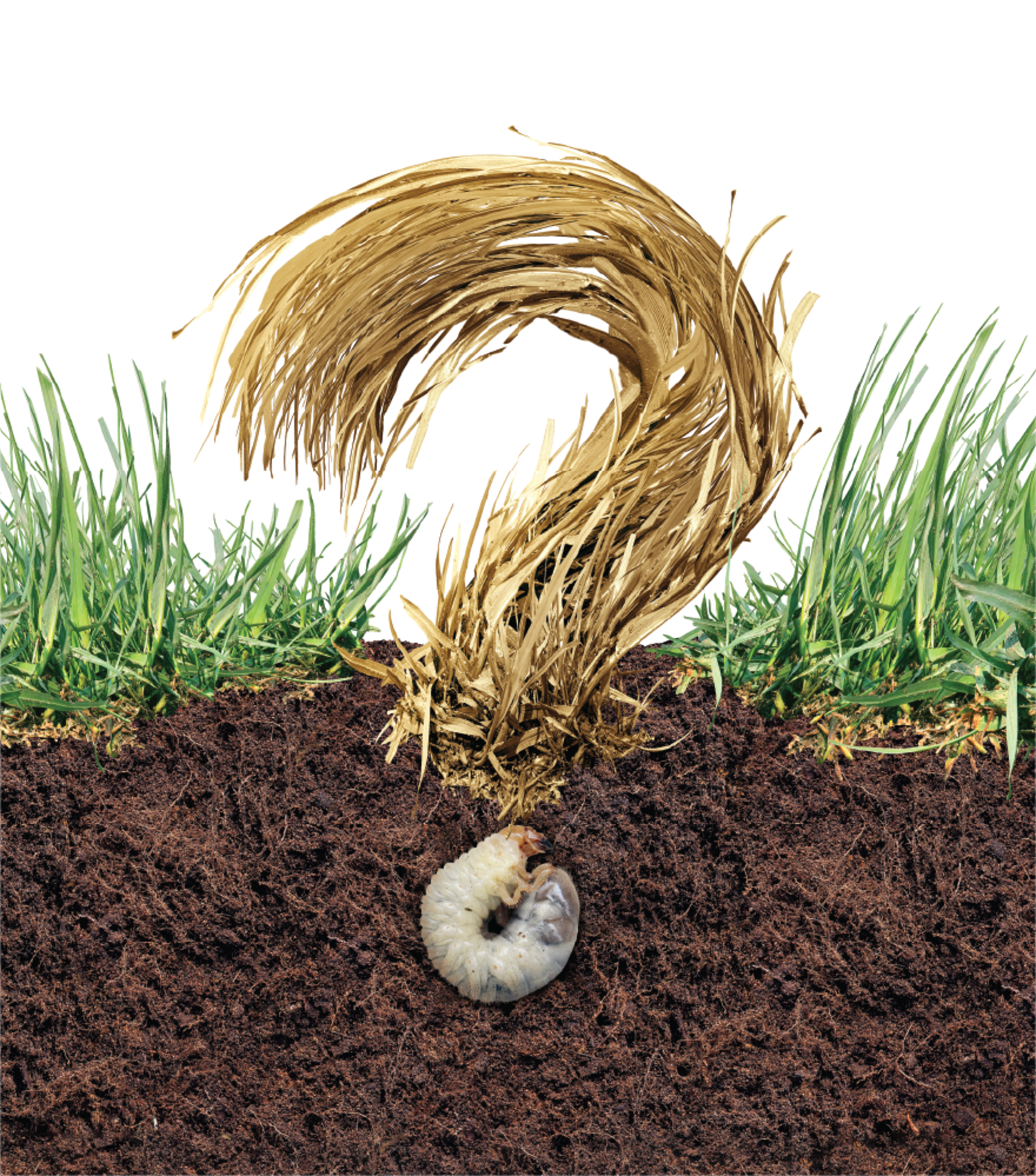 How a Mild Winter Can Negatively Affect a Lawn